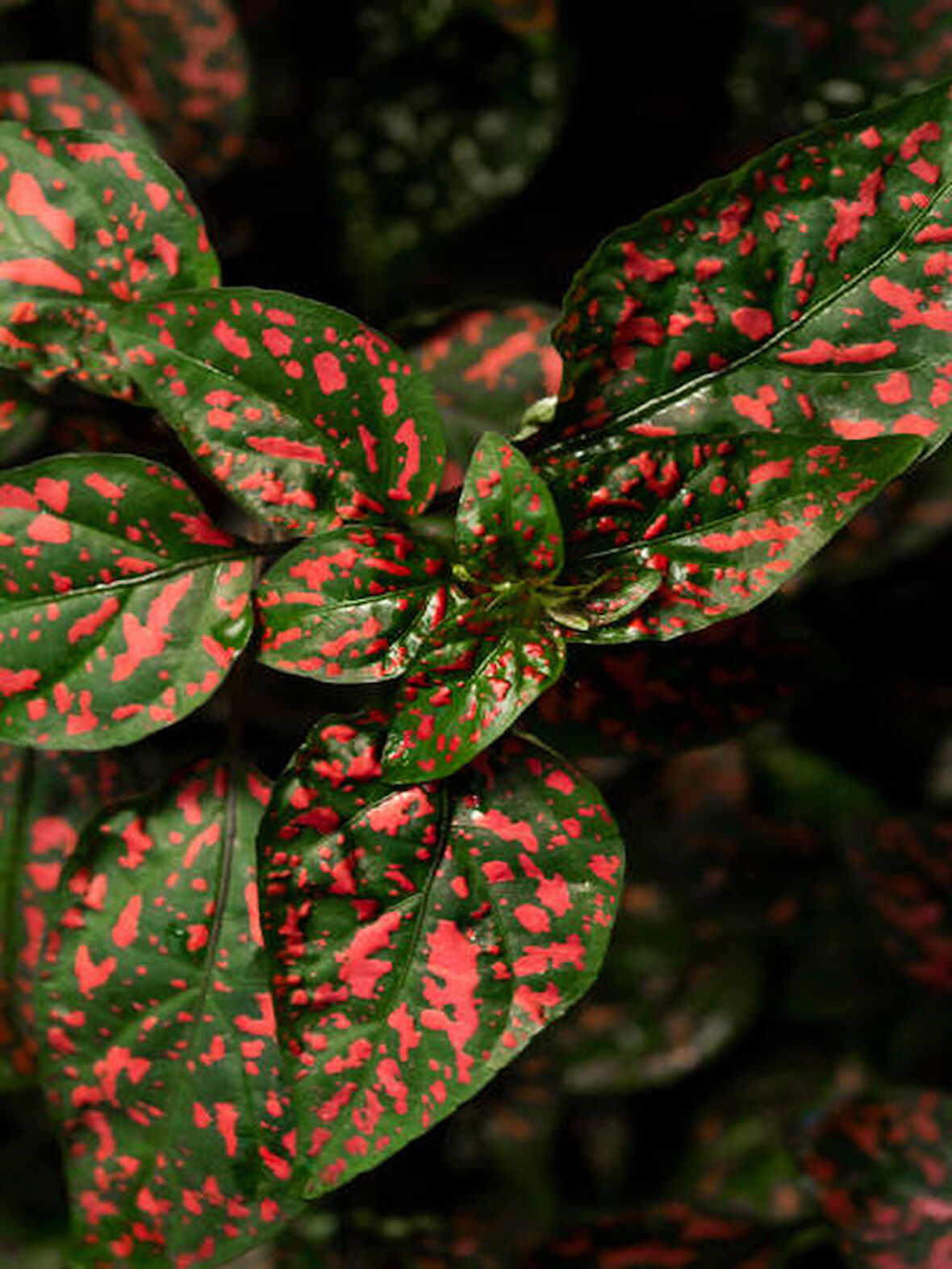 Kırmızı Hostes Çiçeği 1 ADET Saksılı (Red Hypoestes) 10-20CM
