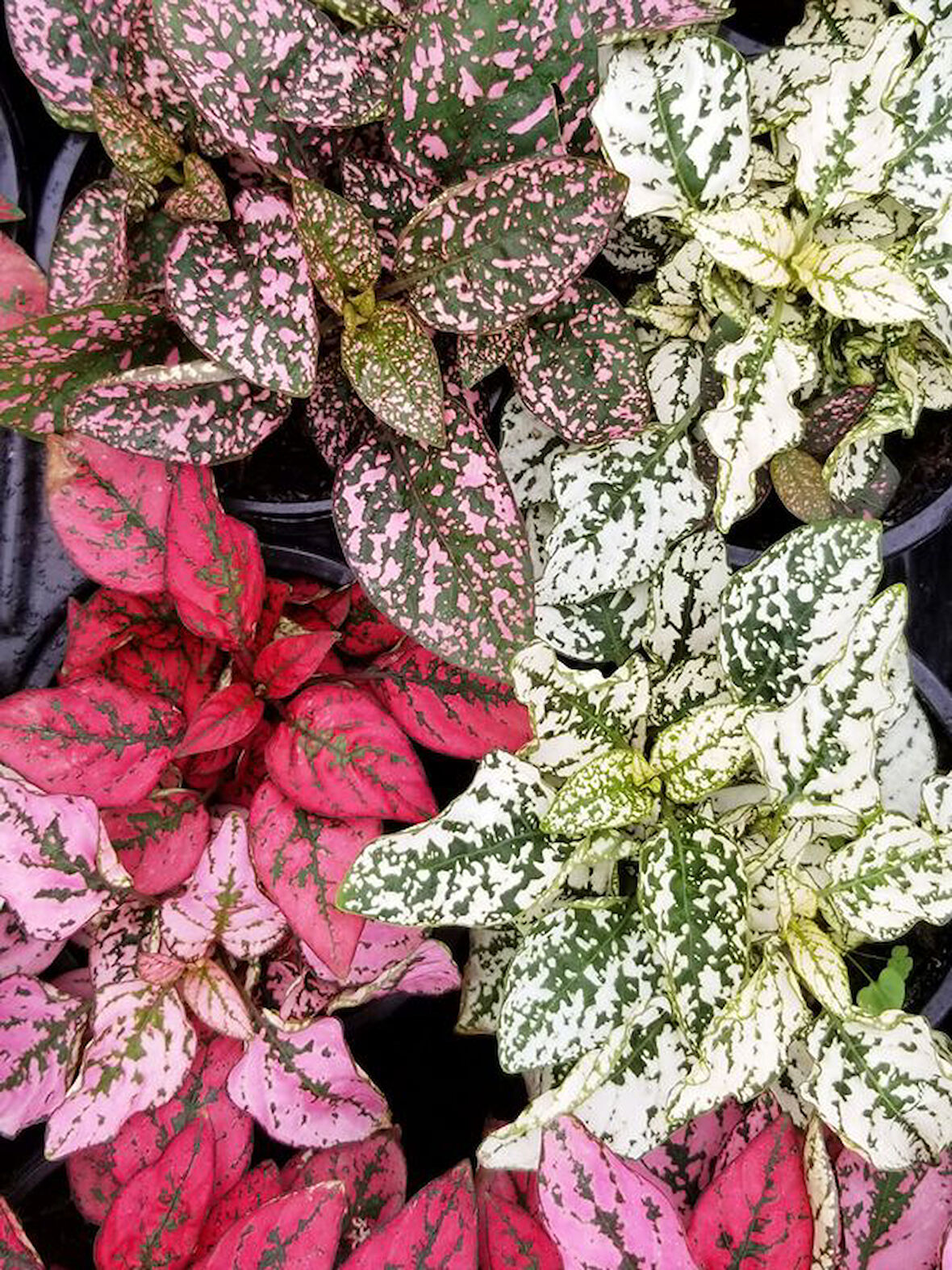 Hostes Çiçeği Beyaz Renk 1 ADET 10-15cm (Hypoestes)