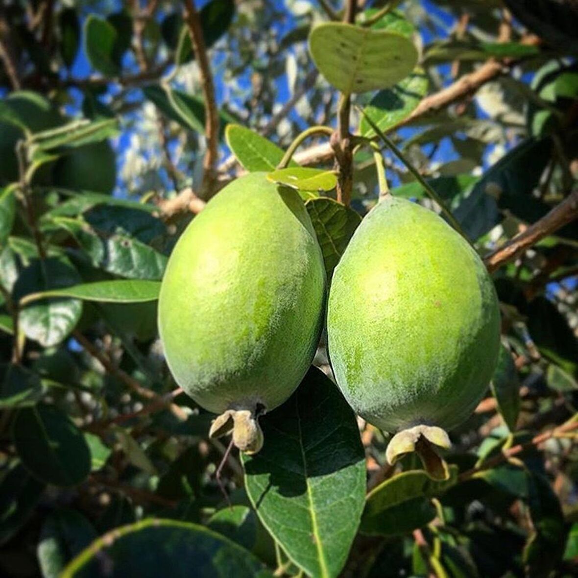 3 Yaş Feijoa Fidanı (Kaymak Ağacı-Acca sellowiana) *2adet*