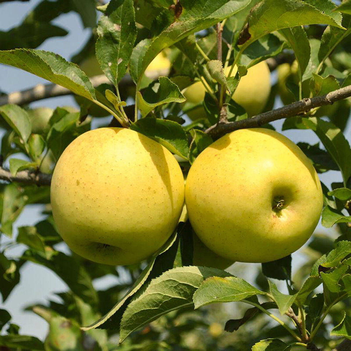 6 Yaş Aşılı Golden Delicious Elma Fidanı | ROOTBALL