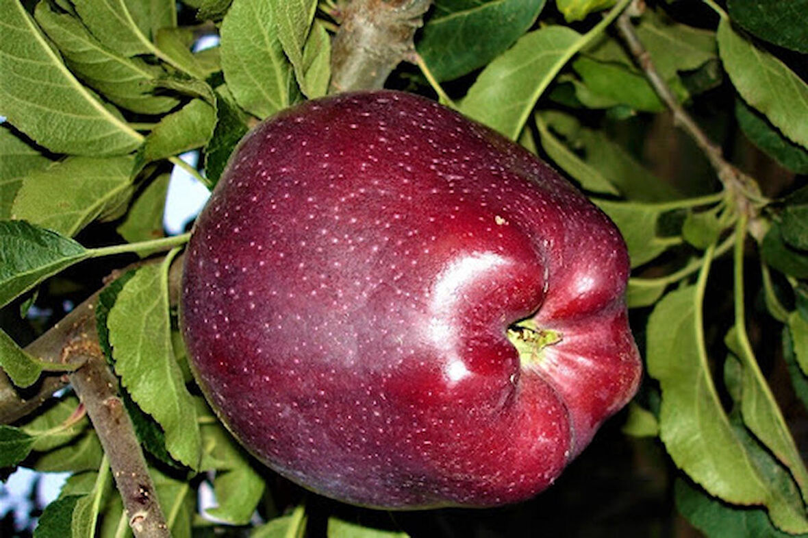 Scarlet Spur Elma Fidanı (Saksılı / 150 - 160 cm.)