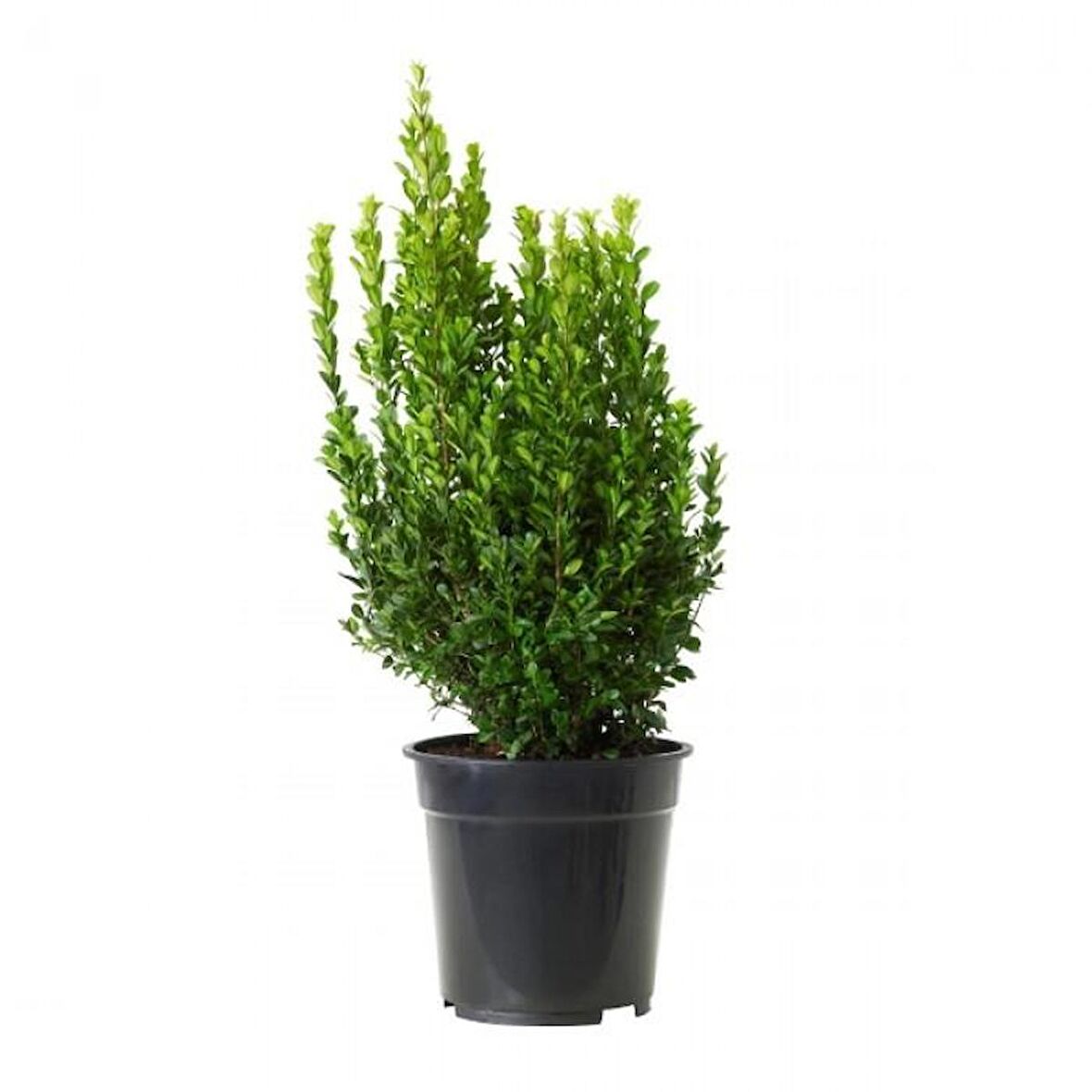Buxus Sempervirens Şimşir Fidanı 20-30 Cm 1 Adet
