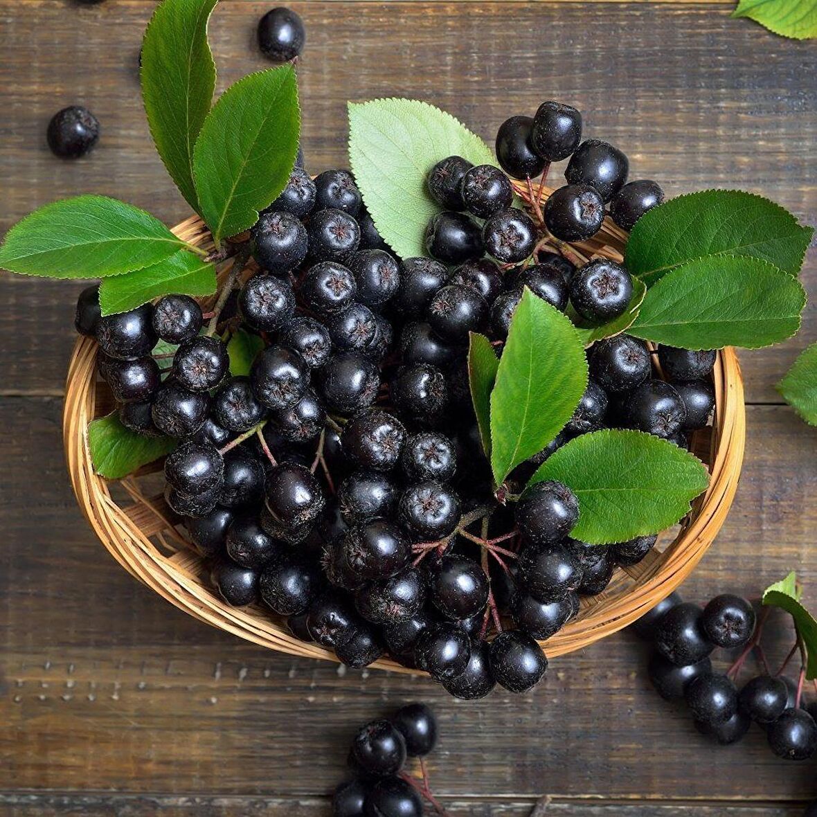 10 adet Viking Aronia Berry Fidanı Paketi