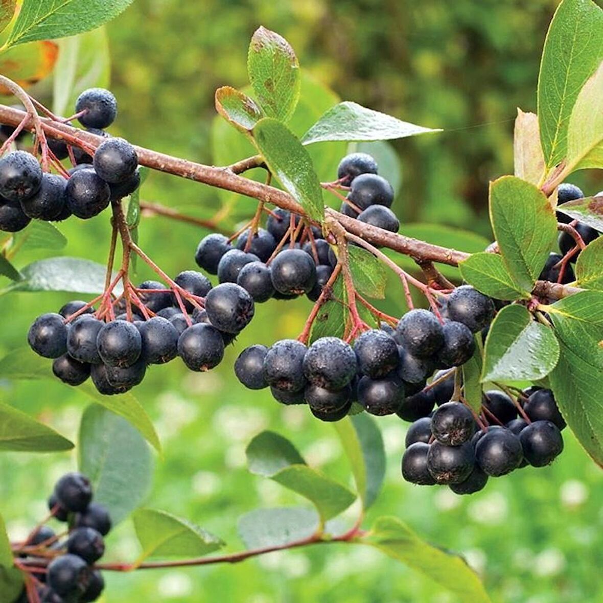 4 Yaş Viking Aronia Berry Fidanı