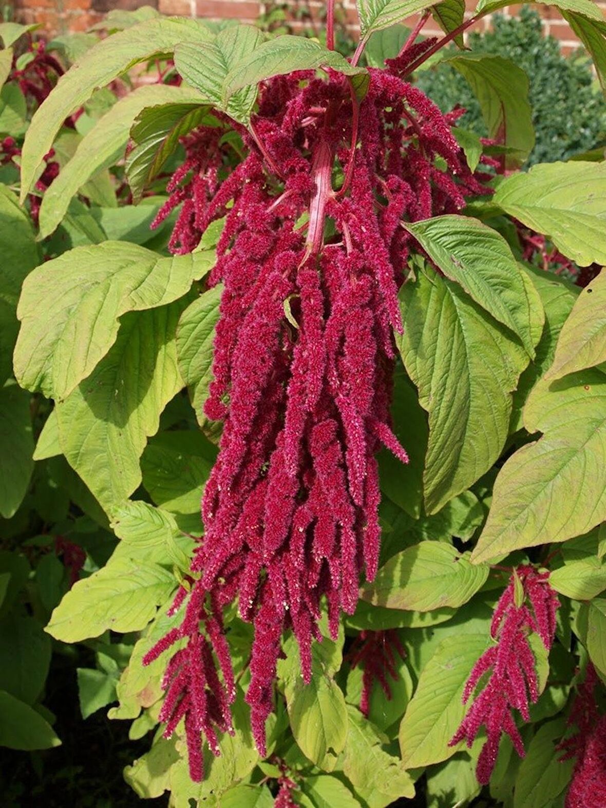 Sarkan Horoz İbiği 100 Adet (Mor Kırmızı Renk) Amaranthus caudatus?