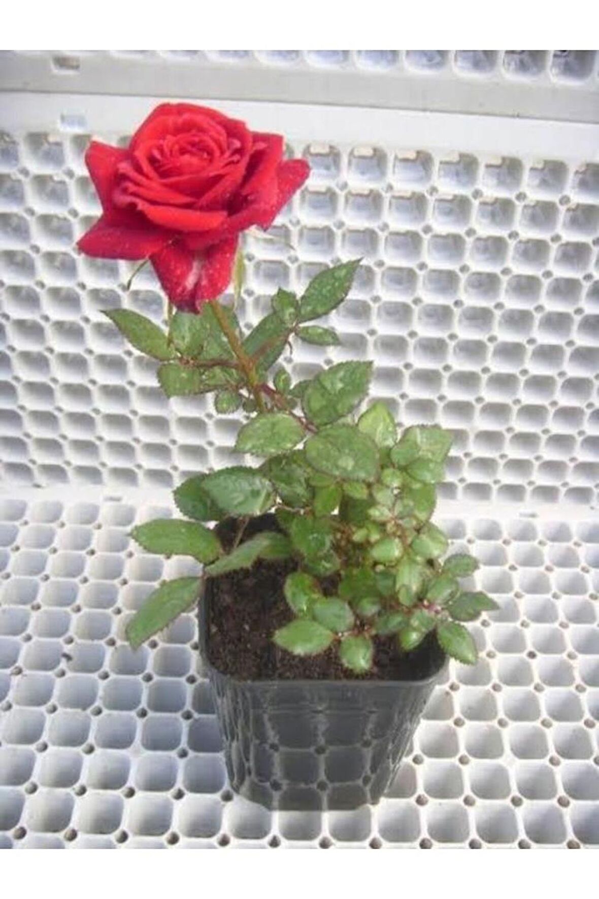 Kırmızı Gül Fidanı 20-30 Cm