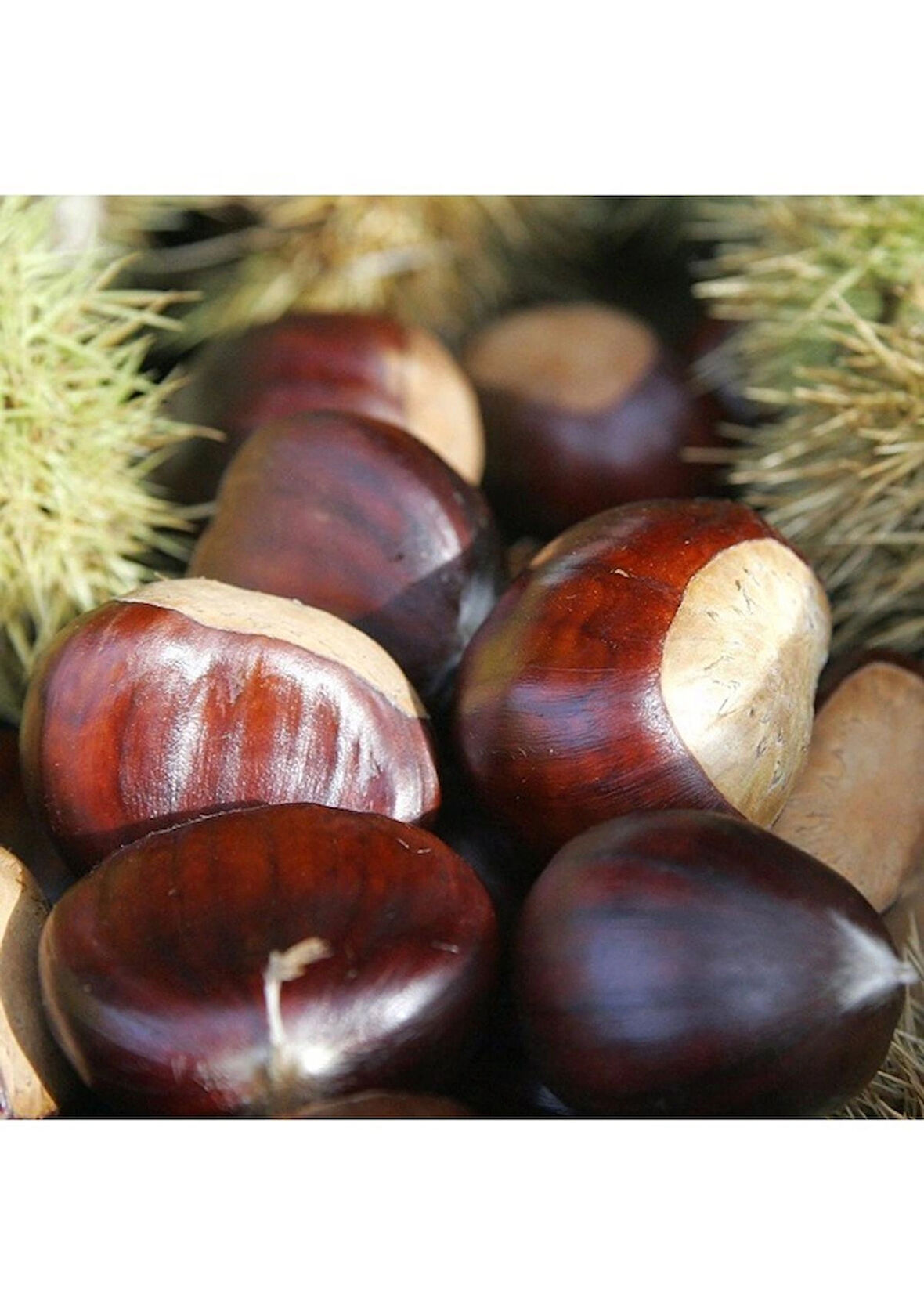 Hacı Ömer Kestane Fidanı Aşılı ( Açık Köklü \ 70-100 Cm )