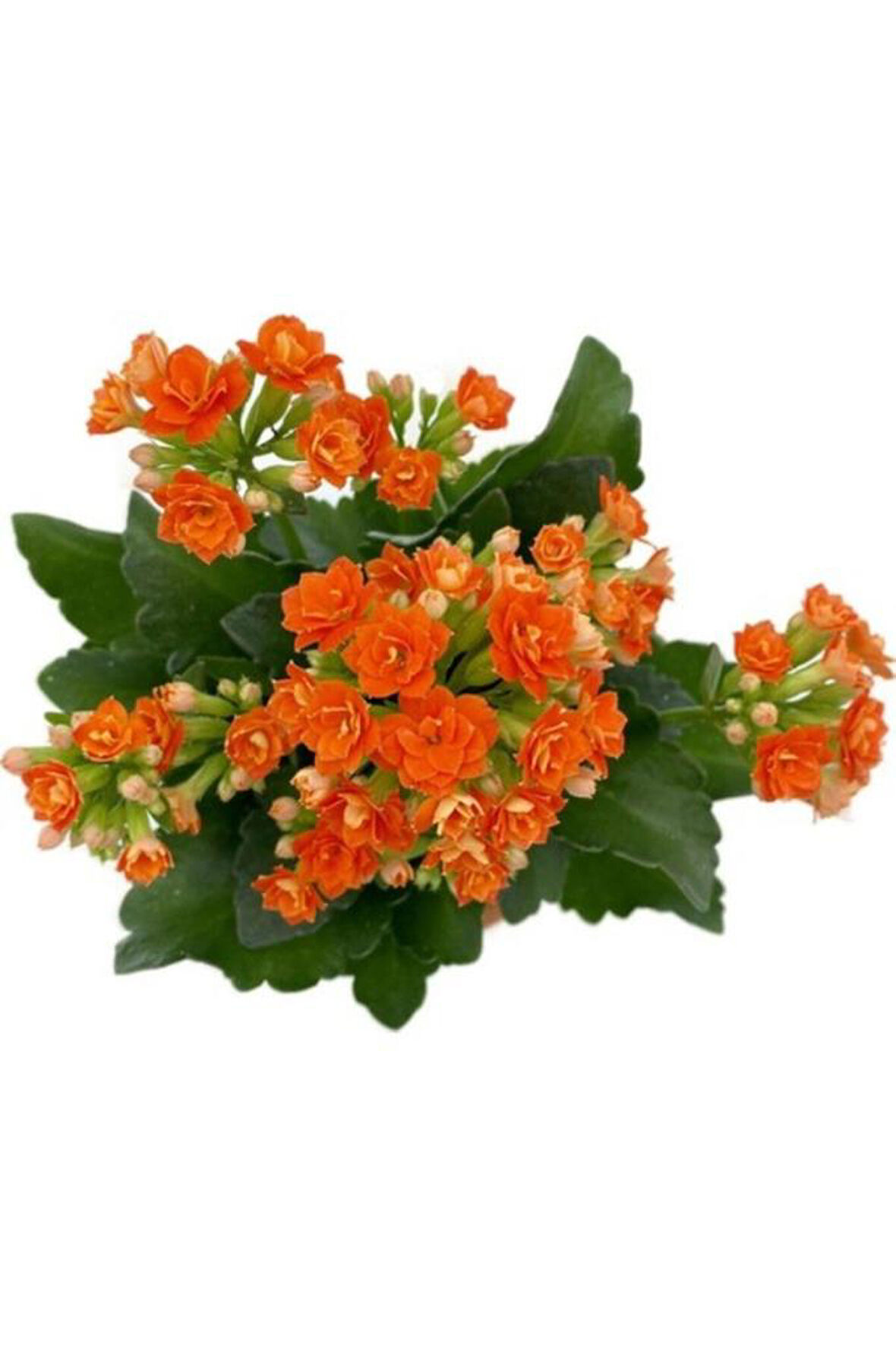 Kalanchoe (Kalanşo) Fidanı Turuncu 10-20 cm