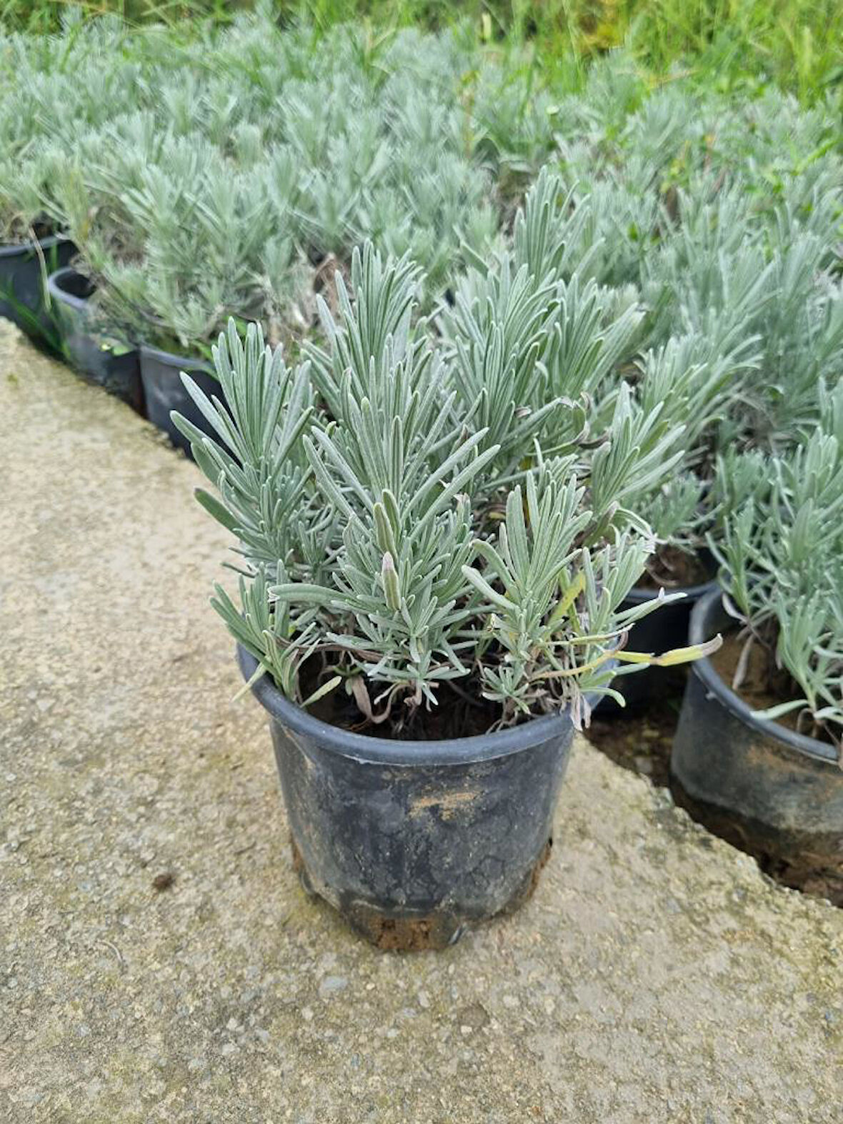 Yoğun Kokulu Aromatik Lavanta Fidanı 10-20 Cm