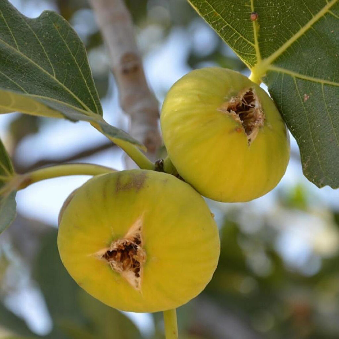 Fig Sapling Sarılop Incir Fidanı Açık Kök 50-100 cm