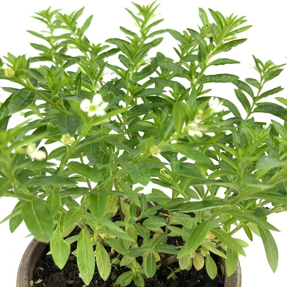 Beyaz Kufeya Çiçeği Fidanı 10-30 cm
