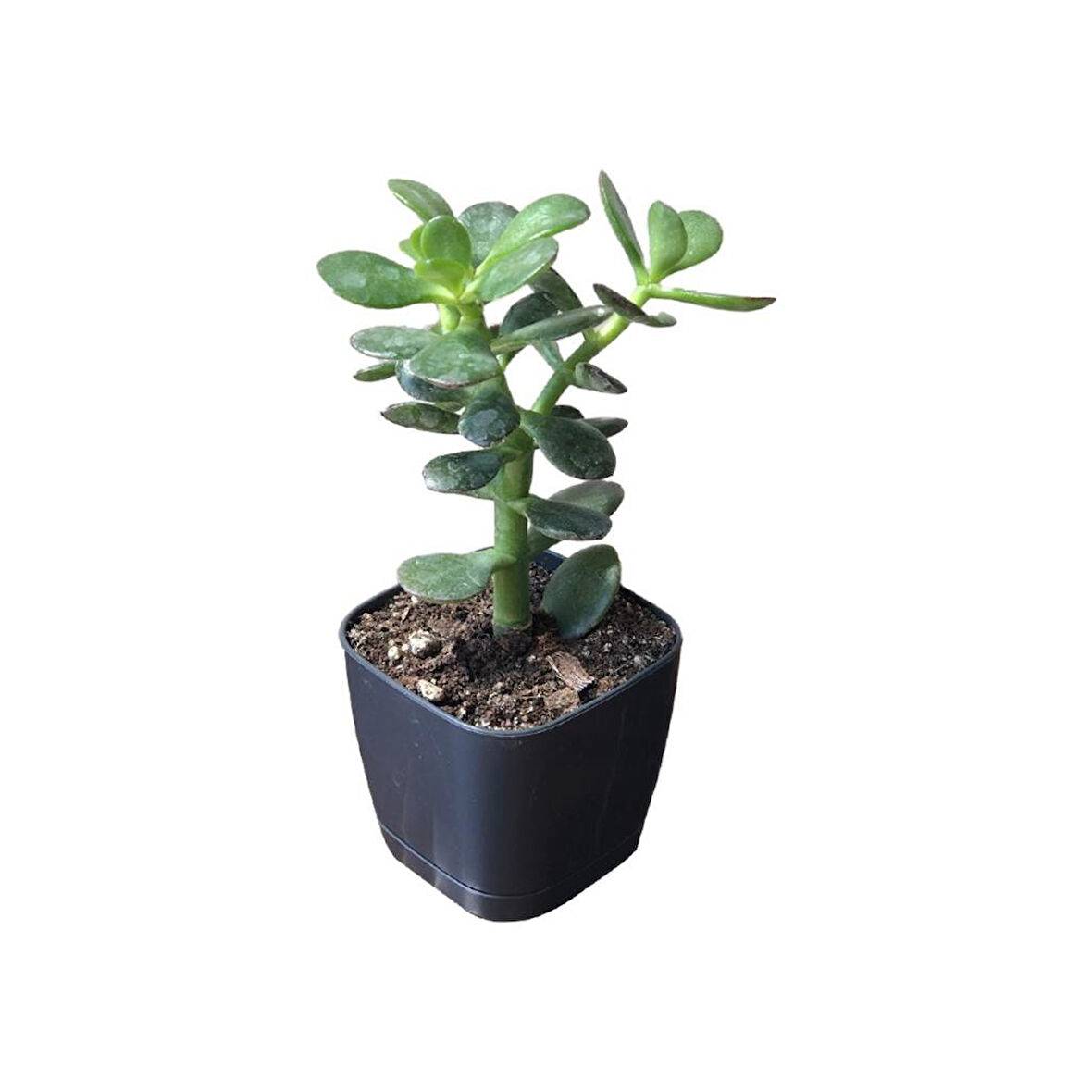 Ovata Para Ağacı Çiçeği 10-20 cm  