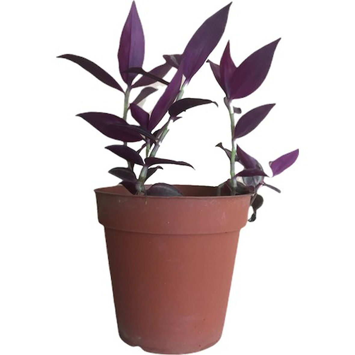 Mor Telgraf Çiçeği-Tradescantia Küçük Boy