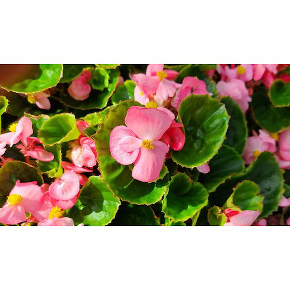 Pembe Şeker Begonya Çiçeği Fidanı Saksılı 10-20 cm