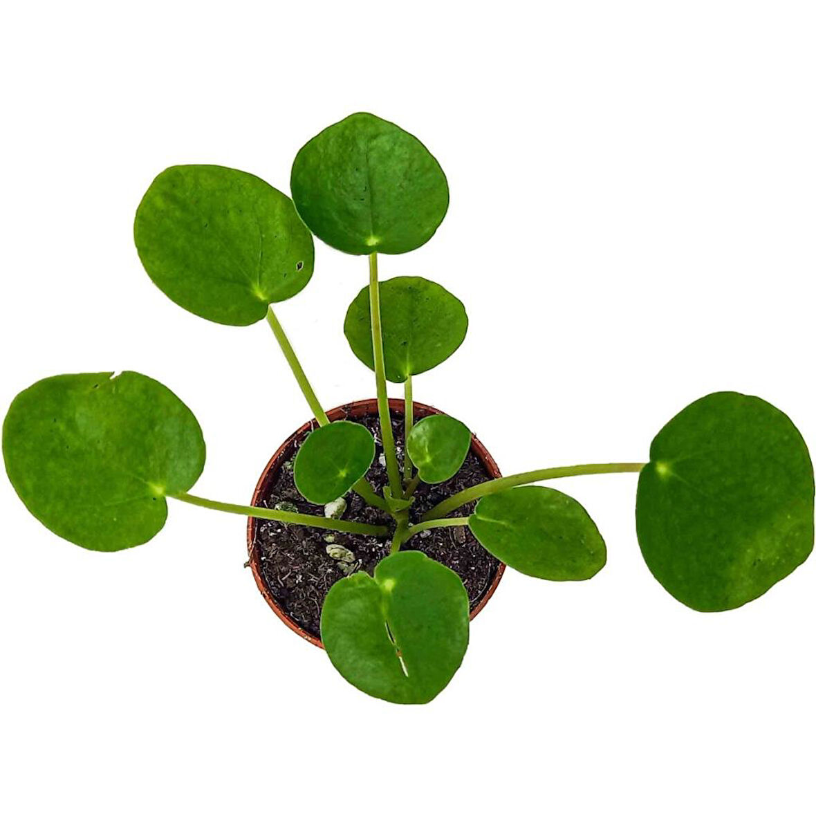 Çin Para Çiçeği Çin Para Bitkisi 10-20 cm Pilea Peperomioides 