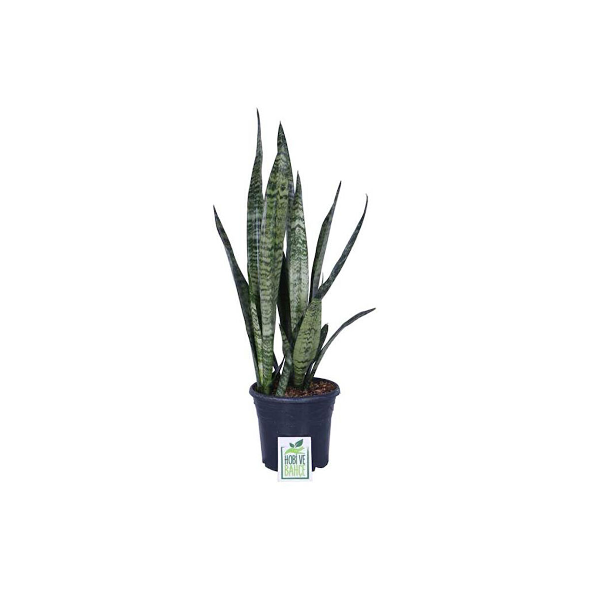 Peygamber Kılıcı Fidanı Paşa Kılıcı, Sansevieria 20-40 cm