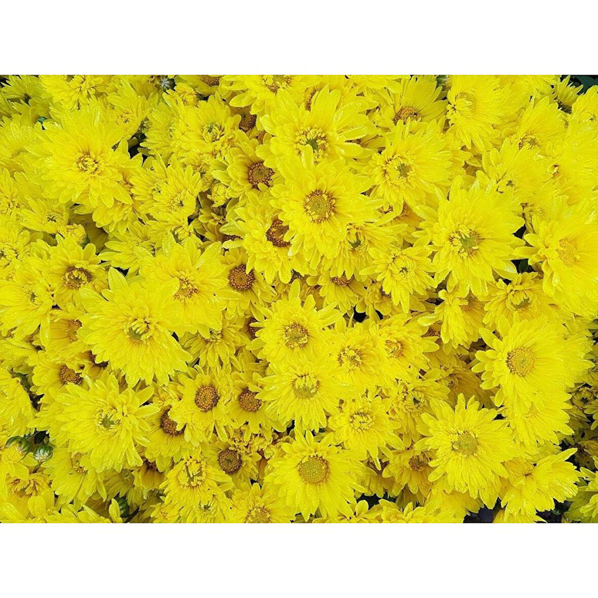 Sarı Kasımpatı Çiçeği Fidanı Saksılı 10-20 cm 