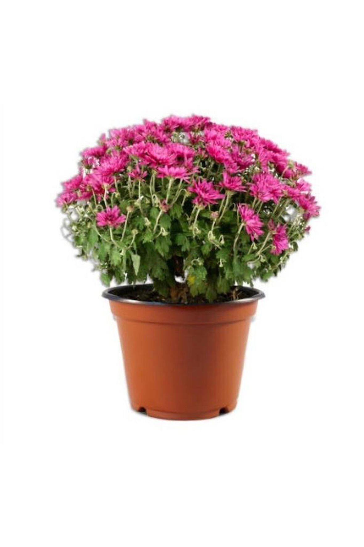 Pembe Kasımpatı Krizantem Hüzün Çiçeği 5-10 Cm Chrysanthemum
