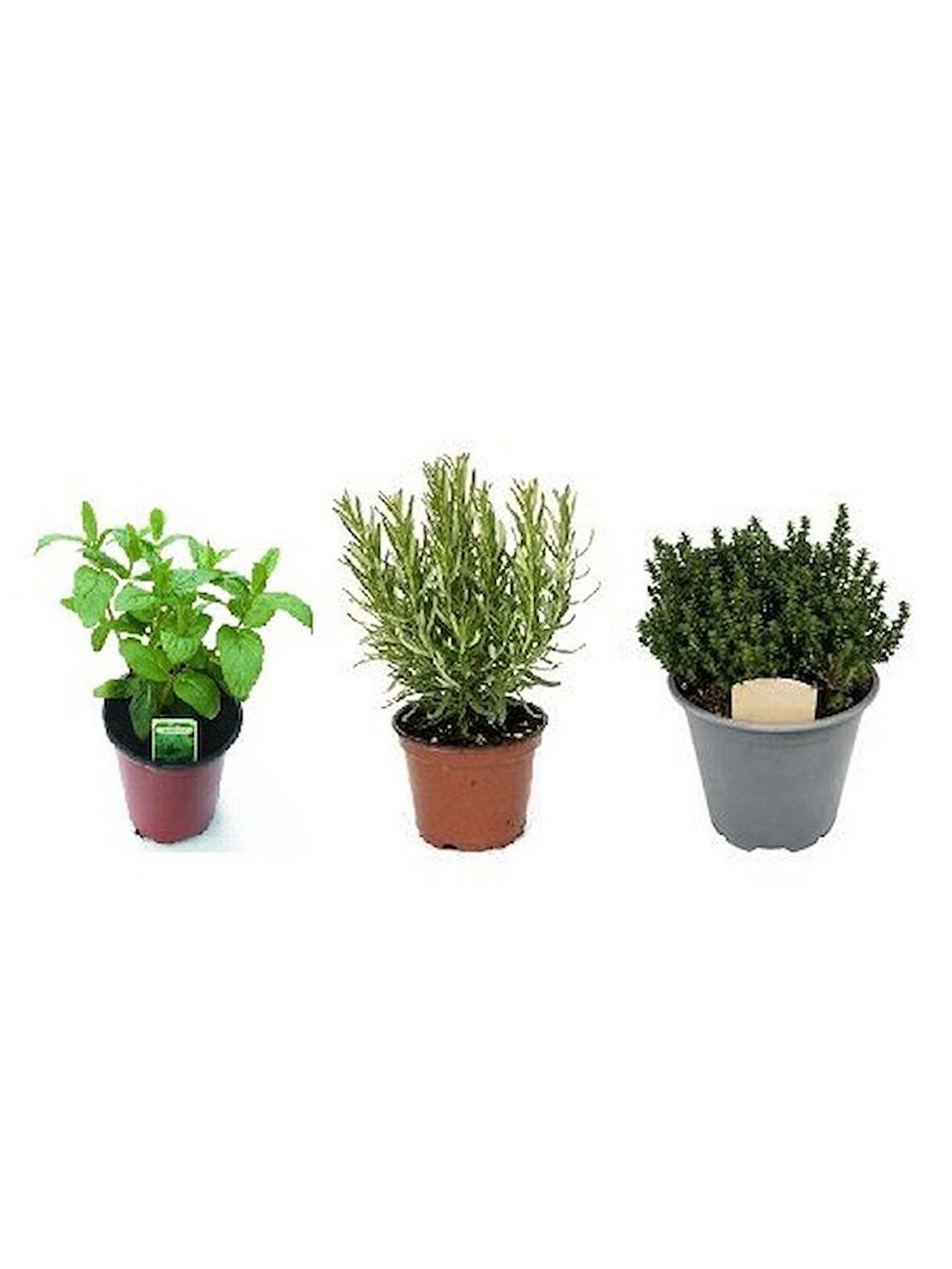 Kekik Lavanta Biberiye 3 Lü Set 10-20 Cm Aromatik Bitki Seti 