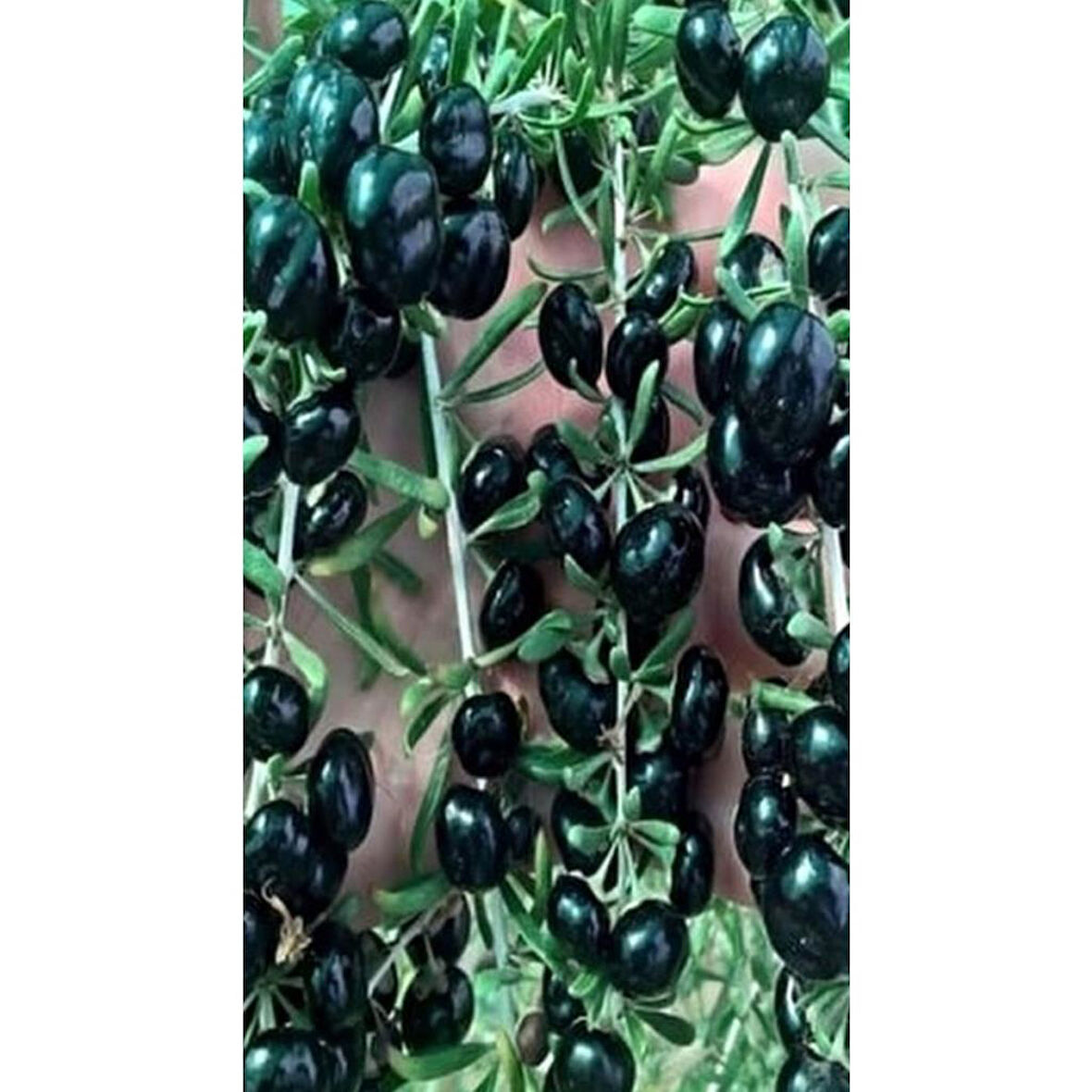 Siyah Renkli Goji Berry Fidanı Açık Kök 40-80 cm