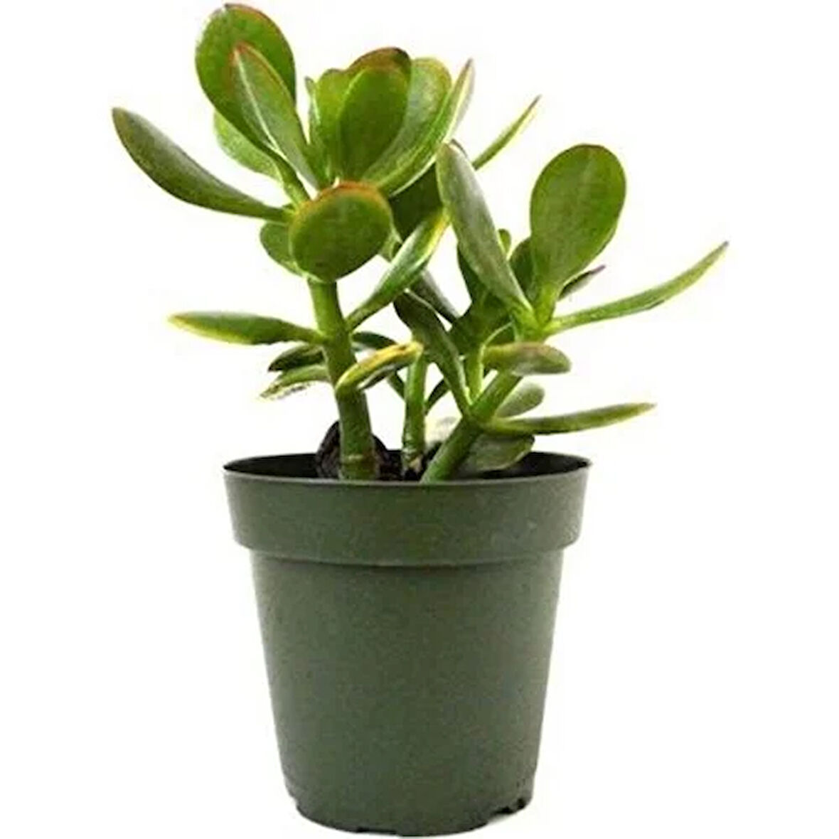 Para Çiçeği 8.5 cm Saksıda Crassula Ovata 10-20 cm