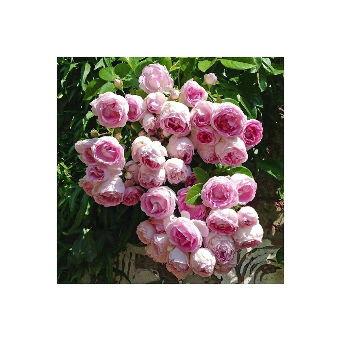 Pembe Beyaz Yediveren Sarmaşık Ponpon Gül Fidanı 15-25 Cm