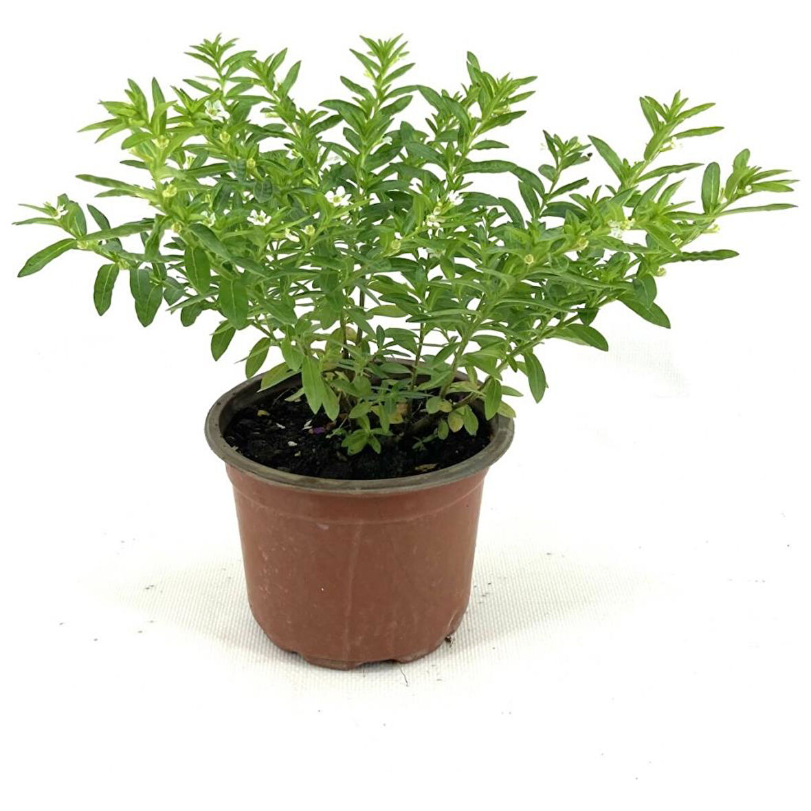10-20 cm Kufeya Cennet Çiçeği Fidanı 
