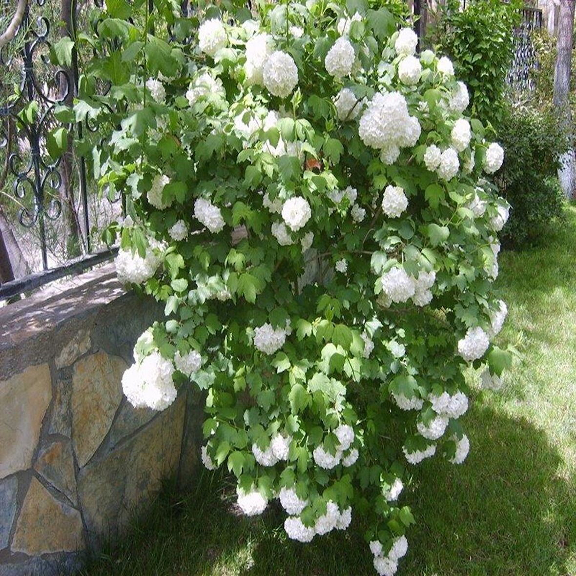 Saksılı Kartopu Çiçeği Fidanı 40-60 Cm Viburnum