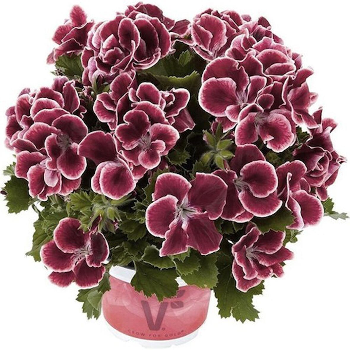 Bordo Ceylan Gözü Sardunya Çiçeği Fidanı 10-20 Cm