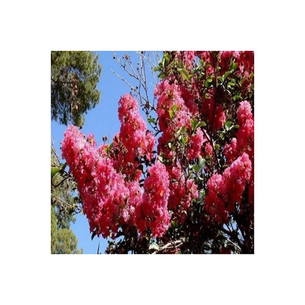 Kırmızı Oya Çiçeği Fidanı 20-40 cm