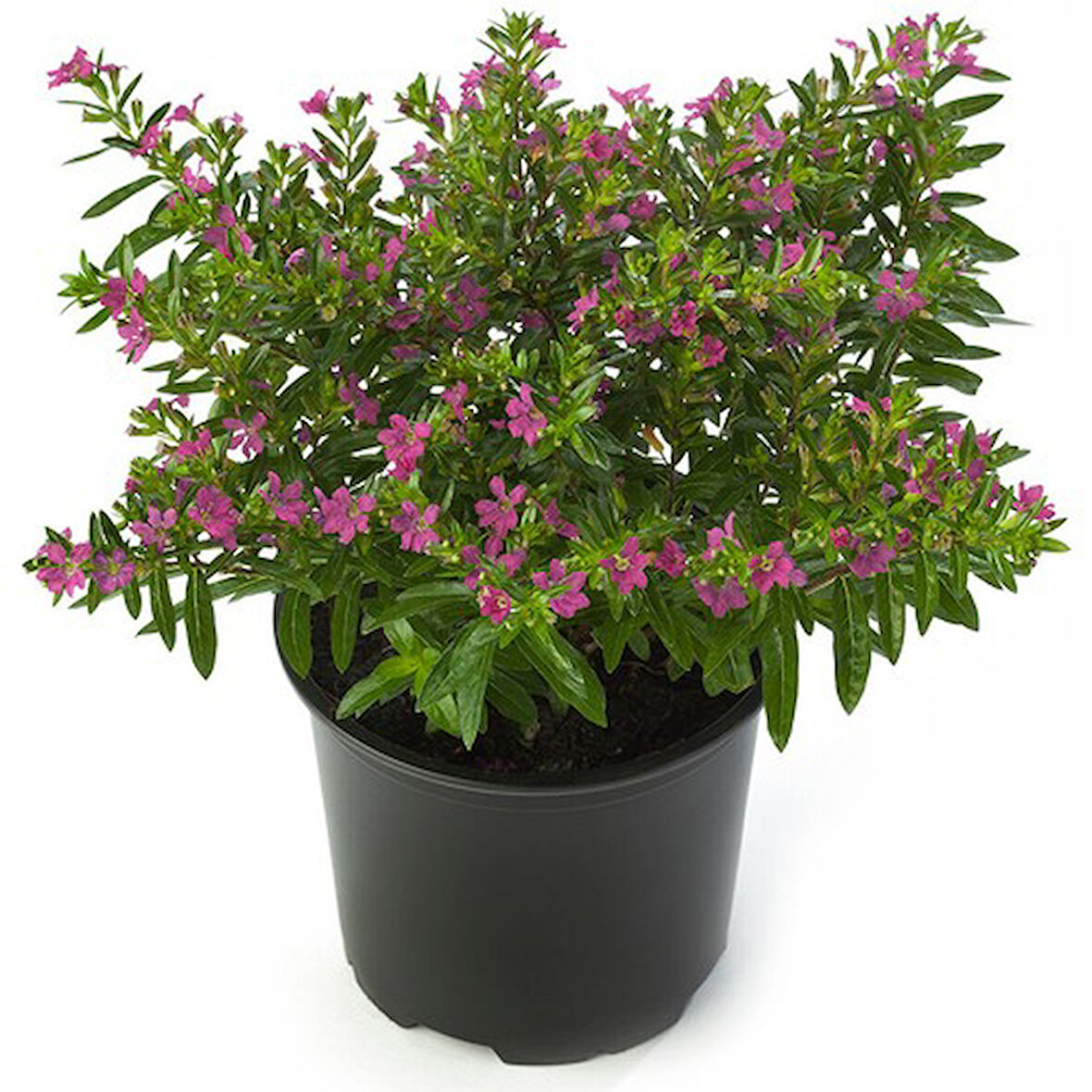 Kufeya Cennet Çiçeği Pembe 10-20 cm