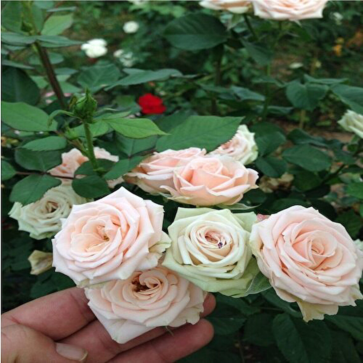 Krem Beyazı Aşılı Gül Fidan Kokulu Yediveren Sarmaşık 10-20 cm