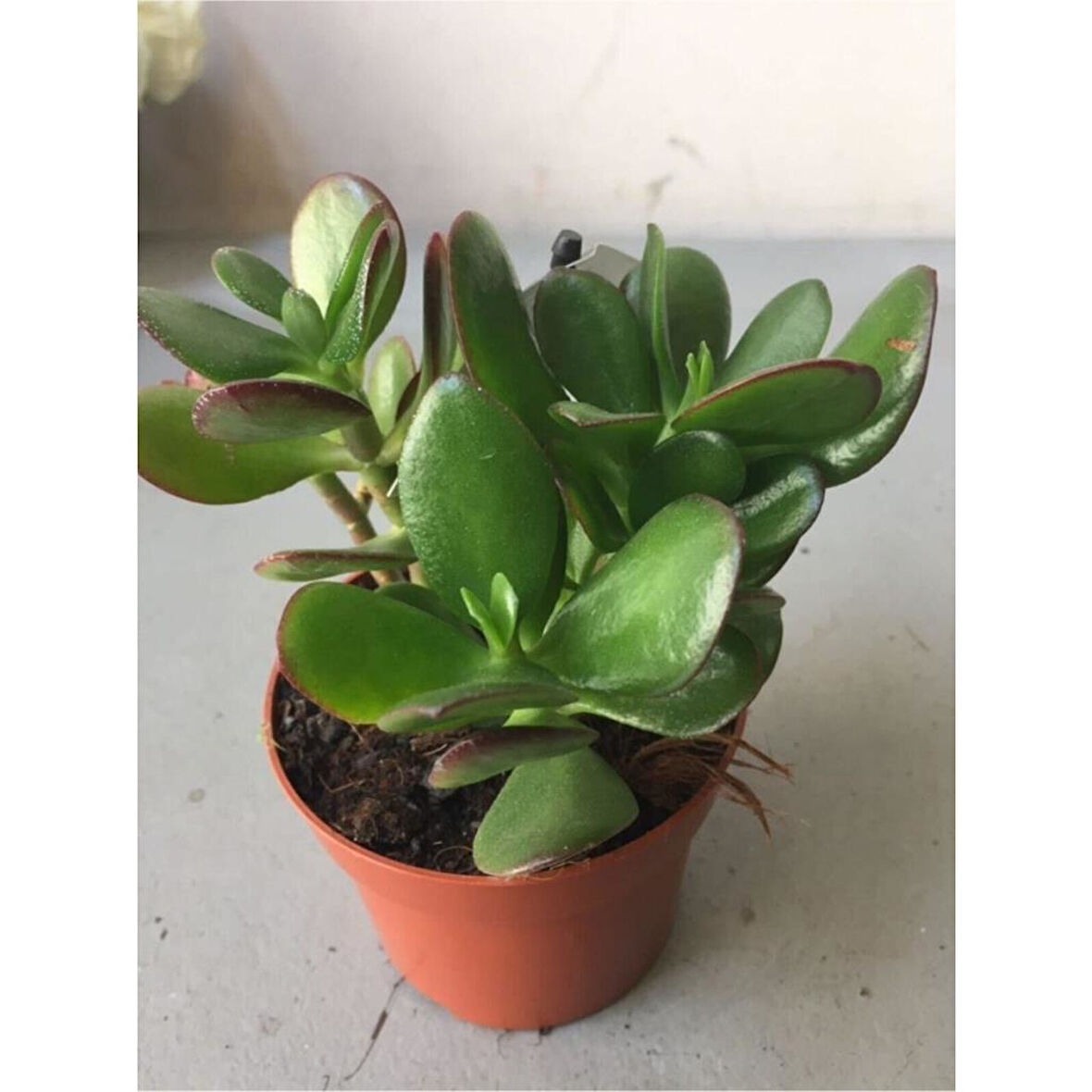Zenginlik Çiçeği Fidanı 25-30 cm Crassula Şans Para Çiçeği 