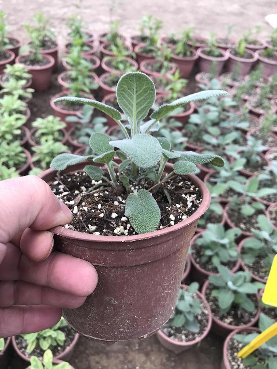 Saksılı Tıbbi Adaçayı Fidanı 10-20 Cm 5 Adet Salvia