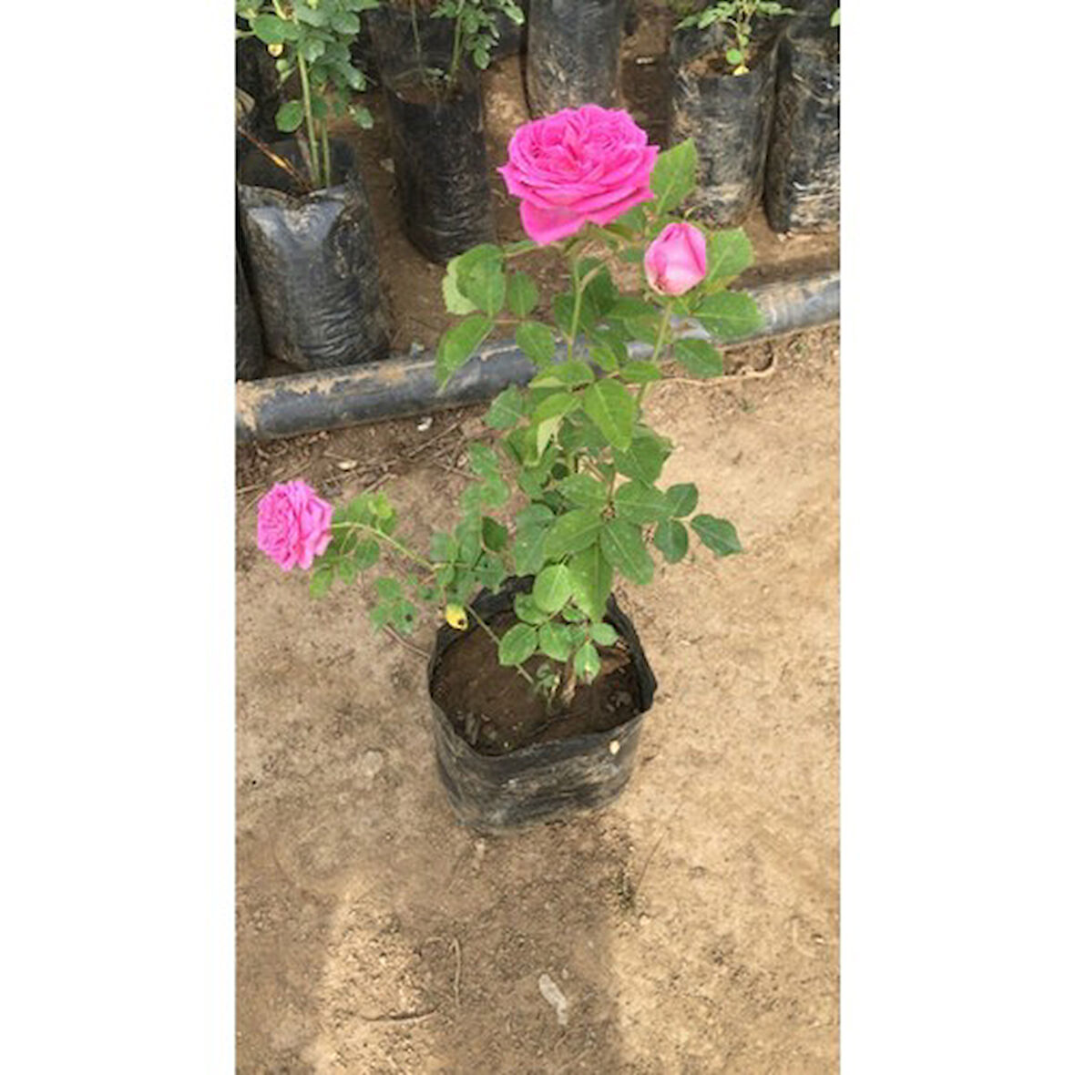 Pembe Reçellik Gerçek Isparta Gülü Fidanı 10-20 cm