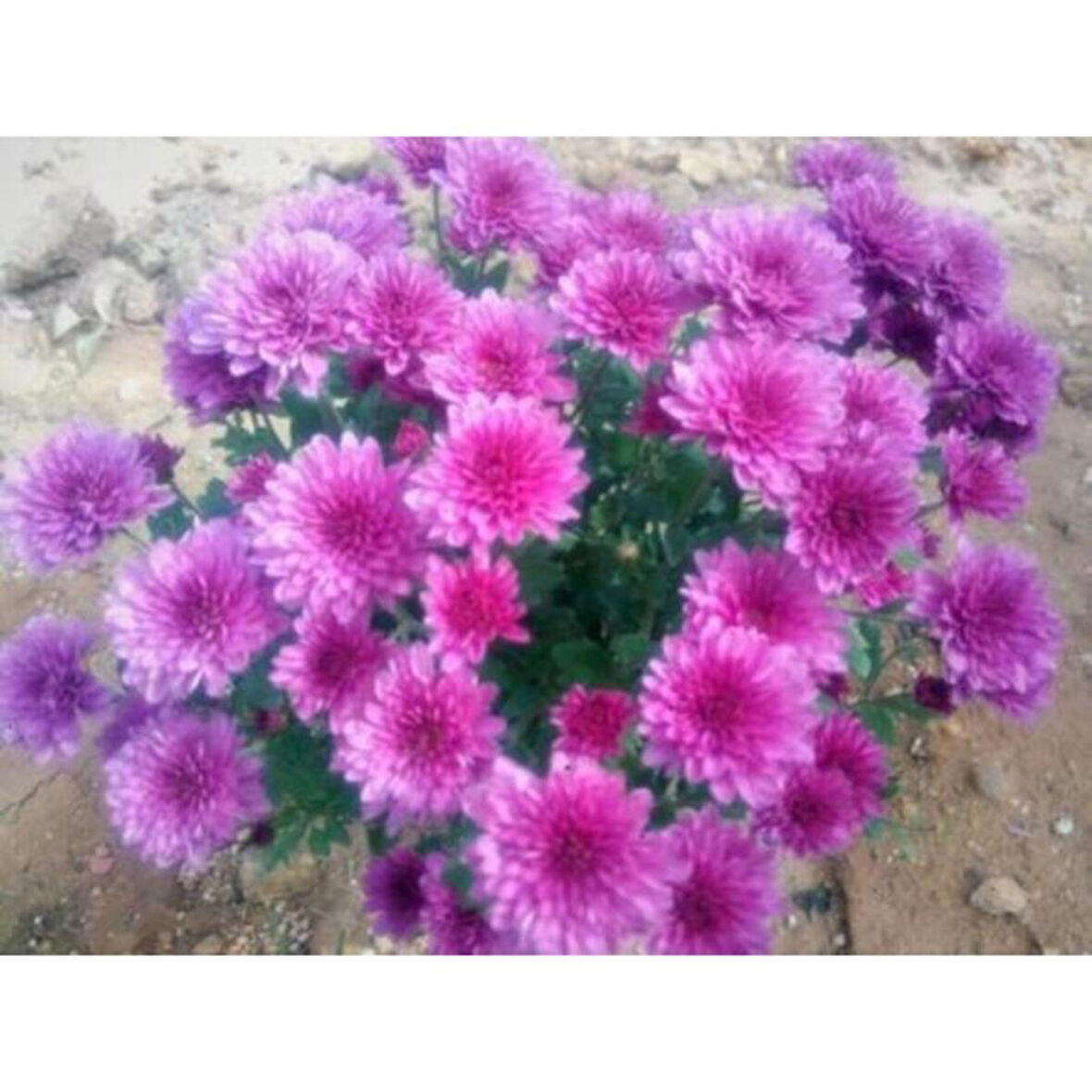 Krizantem Chrysanthemum Mor Bodur Kasımpatı Çiçeği Fidanı 10-30 cm Saksılı