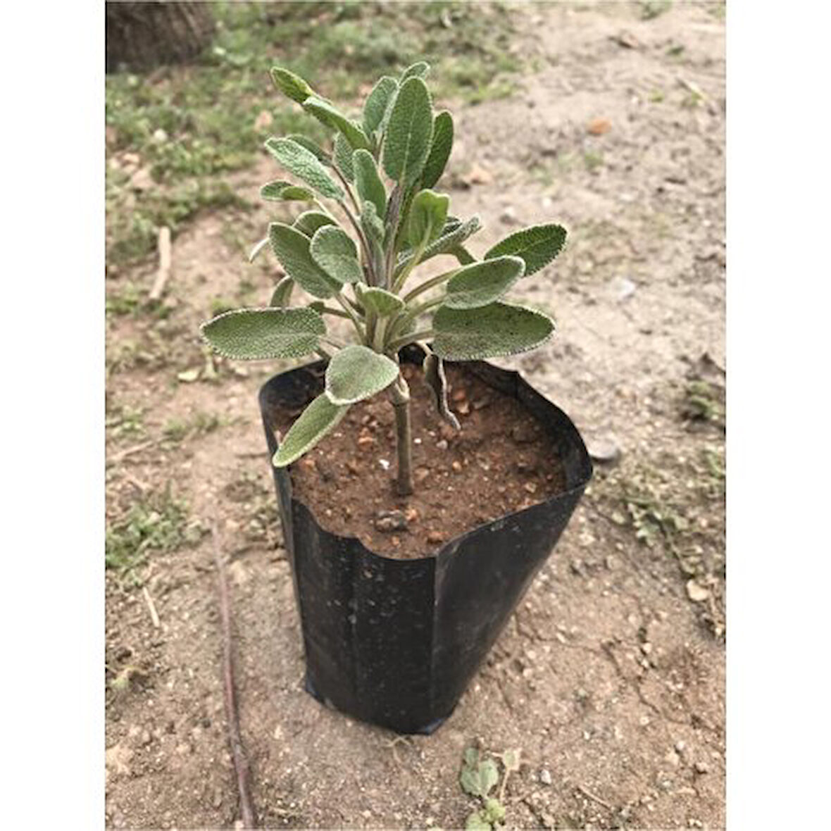 Salvia Officinalis Adaçayı Fidanı Fidesi Tüplü 1 Adet 15-25 cm