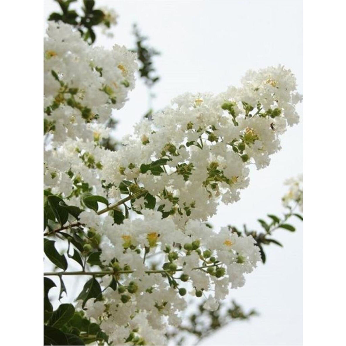 Lagerstromia indica Beyaz Oya Çiçeği Fidanı 40-60 cm