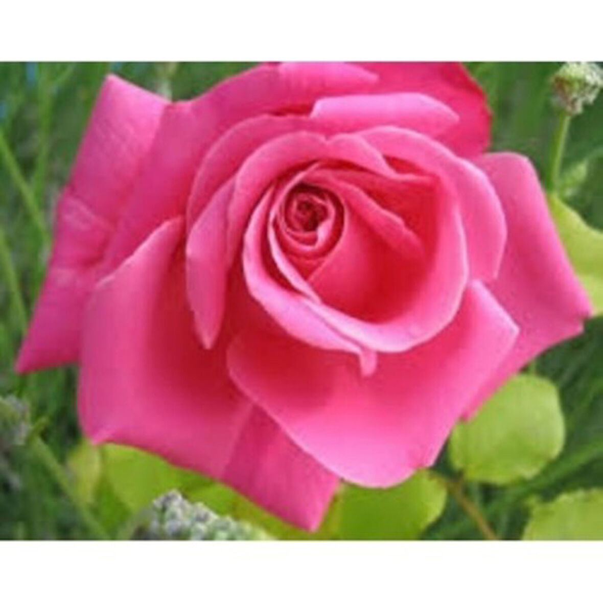 Pembe Yediveren Aşılı Saksıda Gül Fidanı 10-20 cm