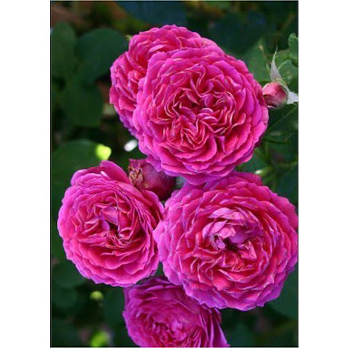 Reçellik Pembe Kokulu Gerçek Isparta Gülü Fidanı 10-20 cm