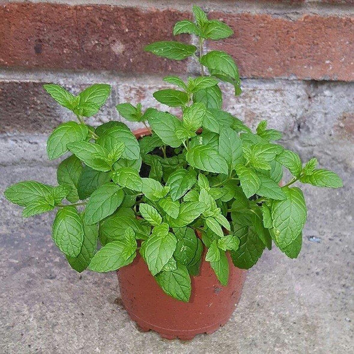 Saksılı Nane Fidanı Fidesi 1 Adet 10-20 Cm Mentha