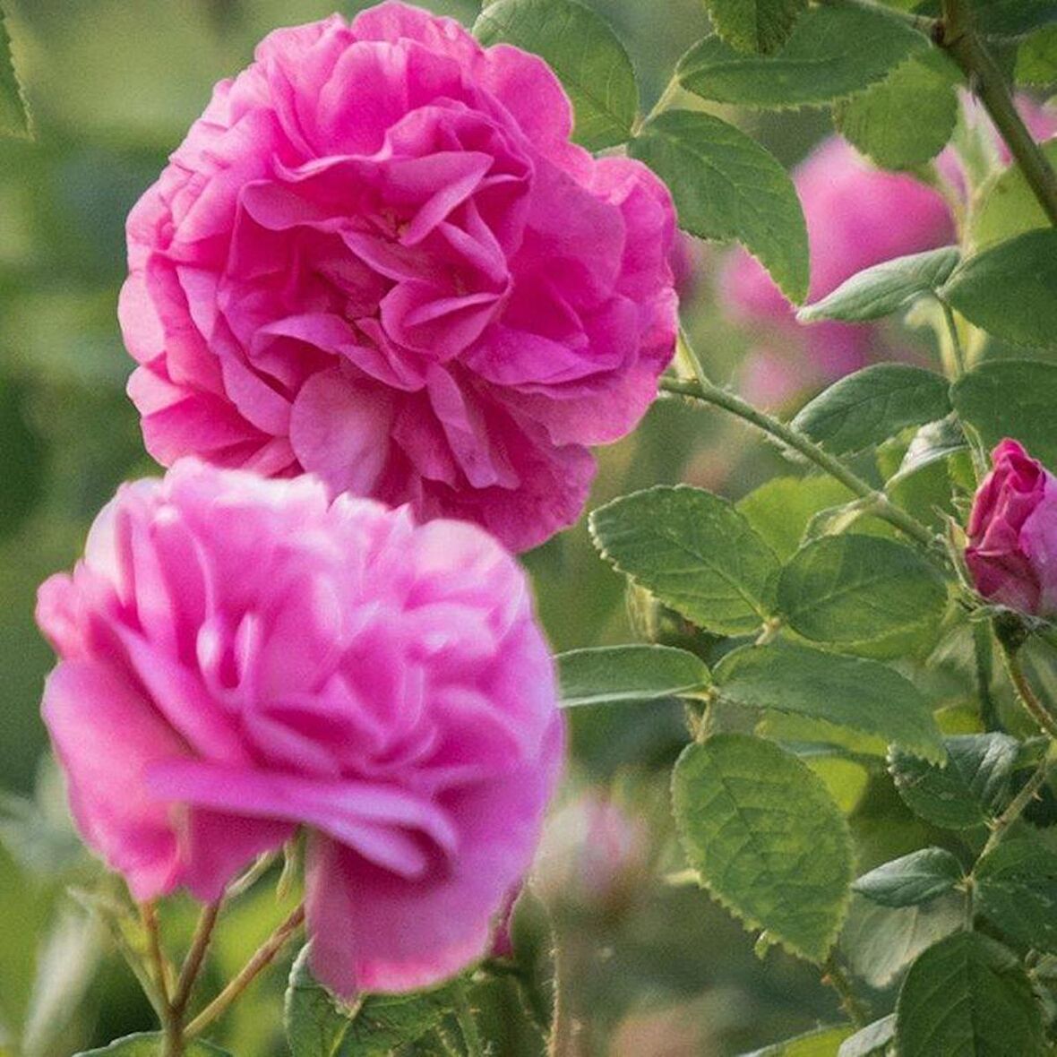 Pembe Yediveren Sarmaşık Isparta Gül Fidanı 15-25 Cm