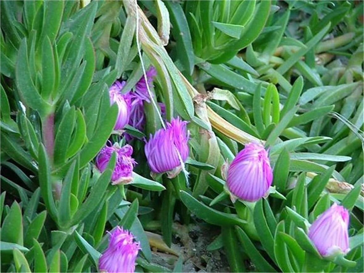 Pembe Çiçekli Kazayağı Çiçeği Fidanı 1 Adet Carpobrotus Acinaciformis 