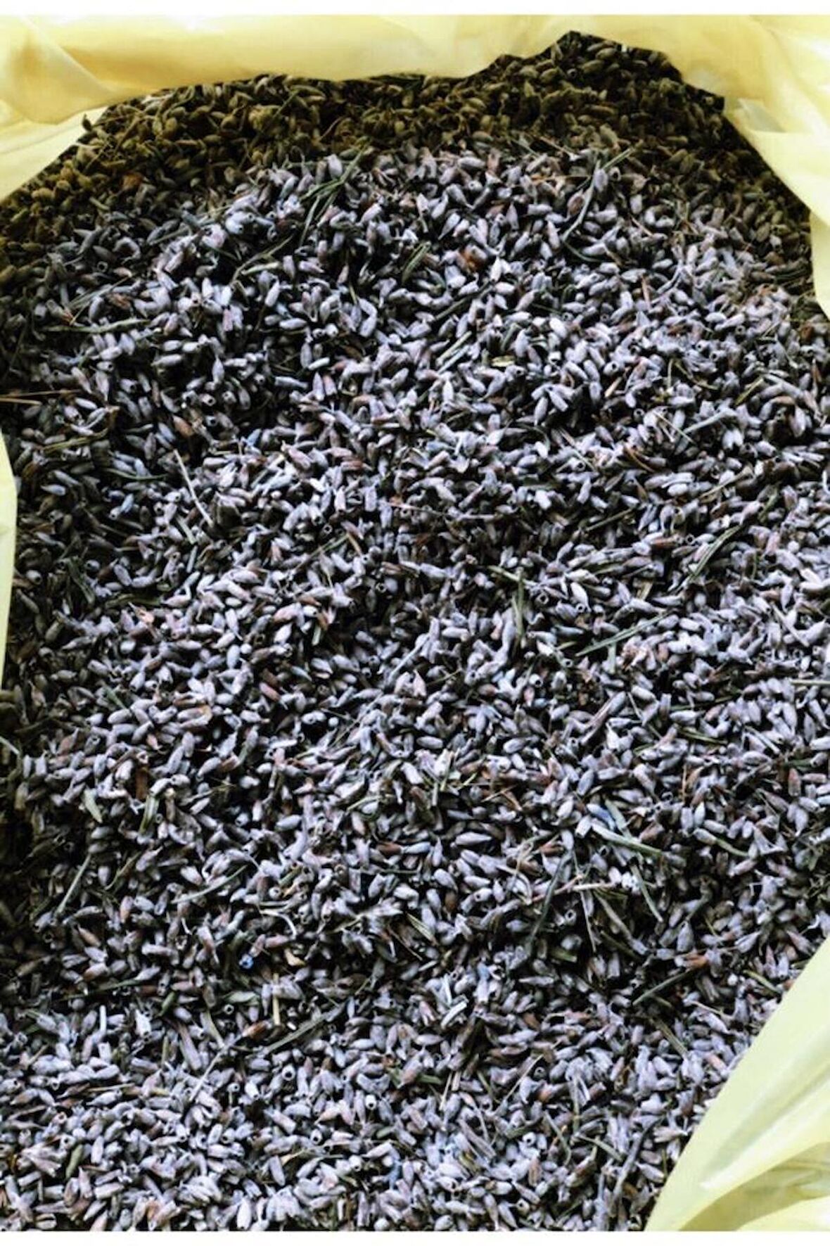 Kurutulmuş Organik Tıbbi Lavanta Kurusu 500 Gr (lavandula Angustifolia)toplu Satışımız Vardır