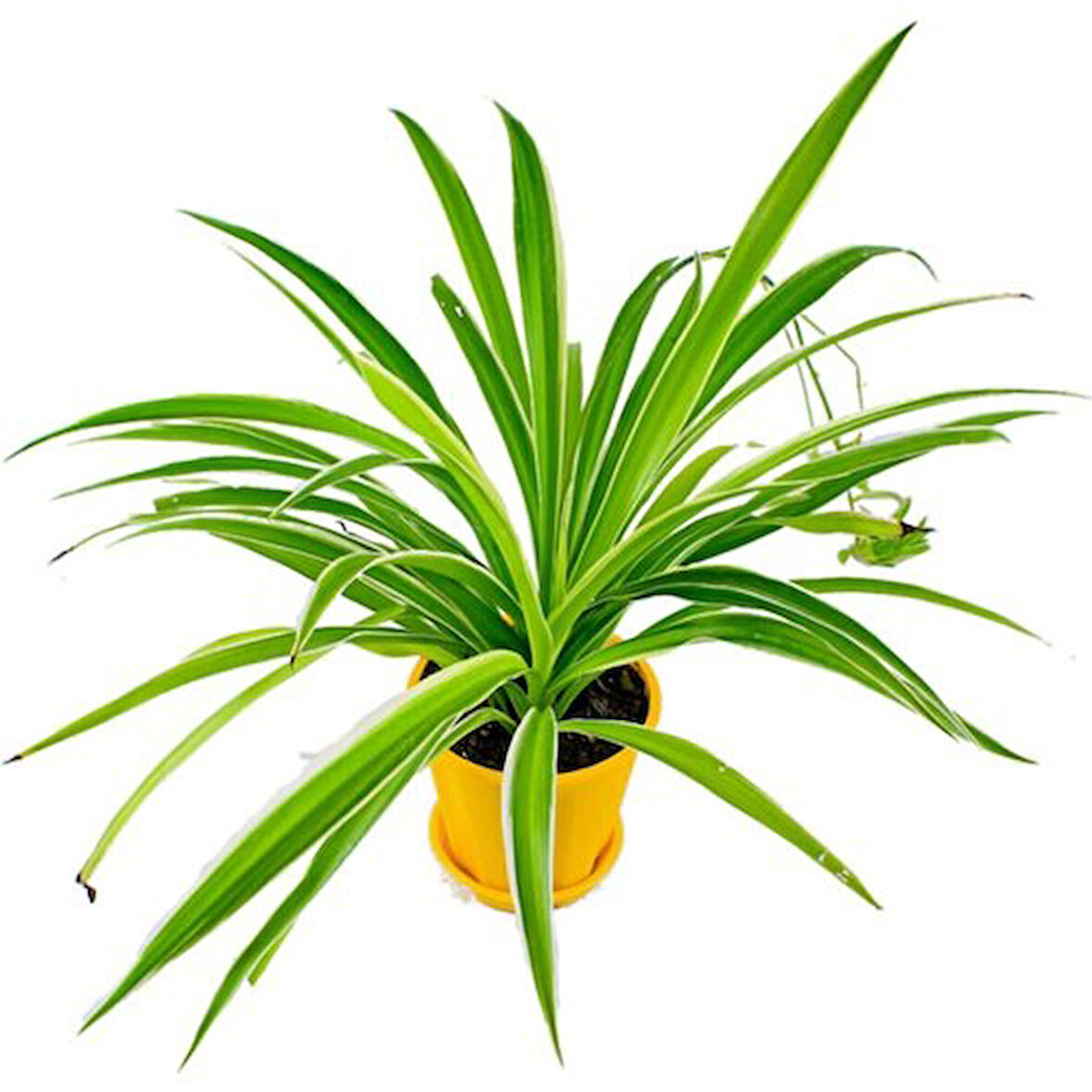 Kurdele Çiçeği Chlorophytum 15-25 cm