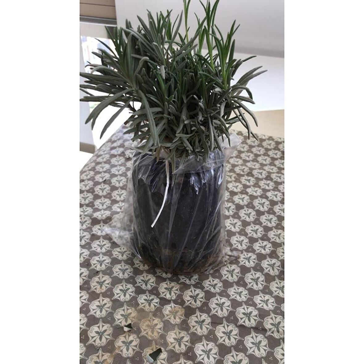 Bahçe Tipi Lavanta Fidanı 5 Adet 15-25 Cm İntermedia N11.27024