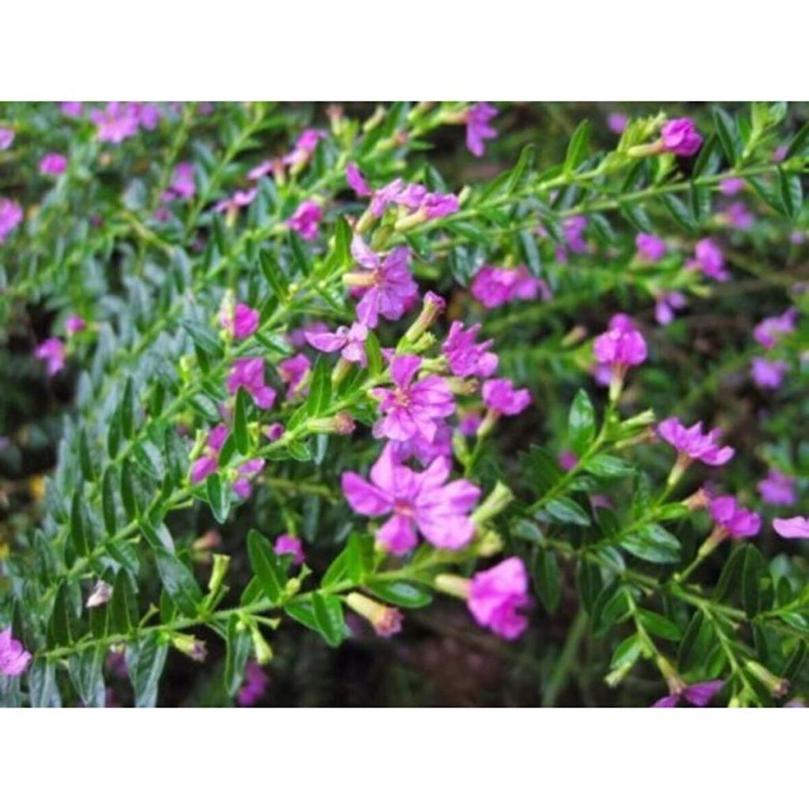 Pembe Kufeya Çiçeği 10-20 cm Fidanı