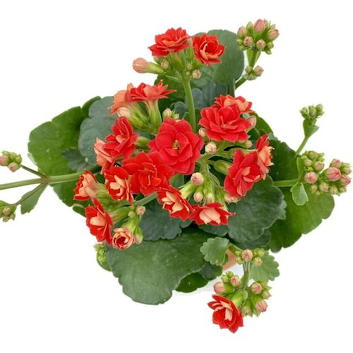 Kalanchoe (Kalanşo) Fidanı Kırmızı 10-20 cm