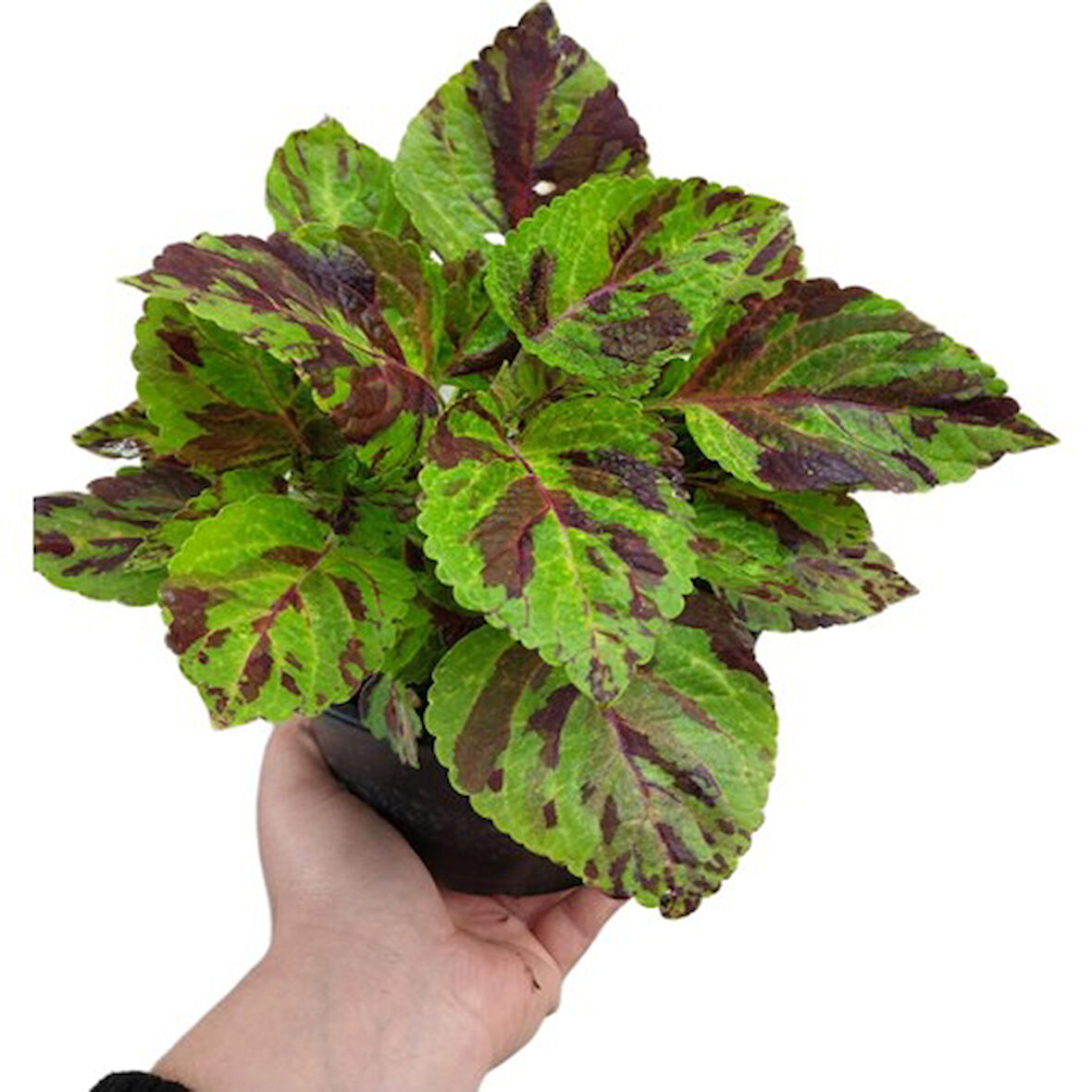  Koleus, Solenostemon,Yaprak Güzeli Kolyos Çiçeği 15-25 cm