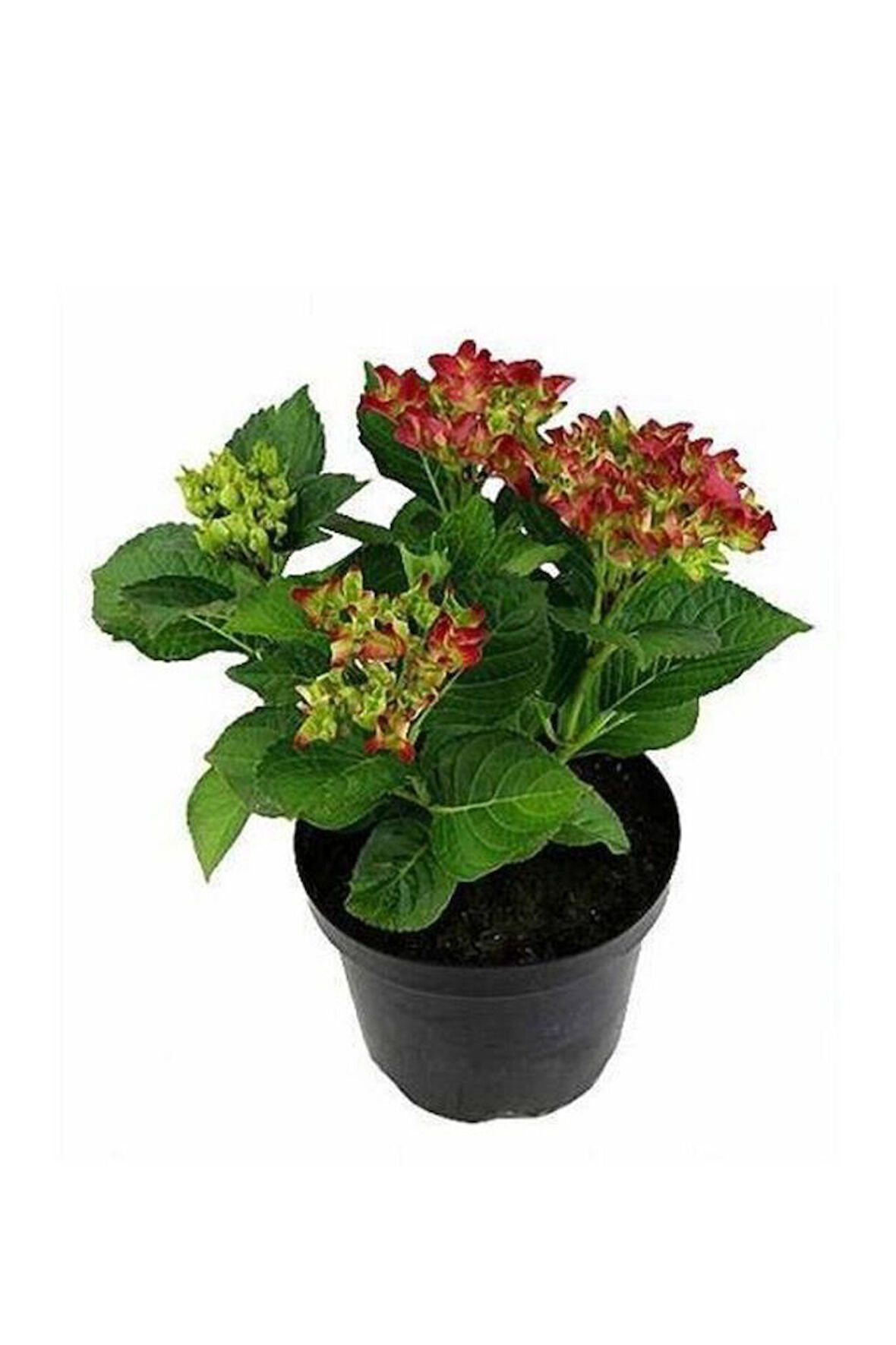 Pembe Ortanca Fidanı Hydrangea macrophylla 10-20 cm